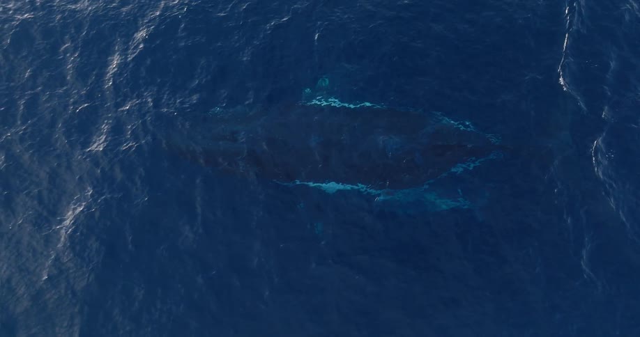 Top view of a whale with a calf near the surface of the sea