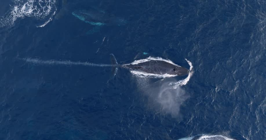 An aerial perspective of a whale breaching the surface for air
