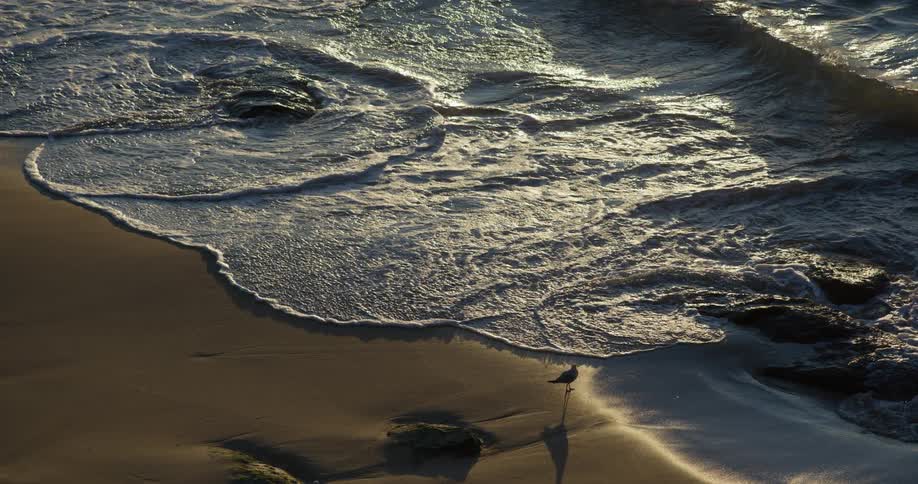 A beach with some waves breaking on the shore with sand stones and there is a seagull standing close to where the waves break