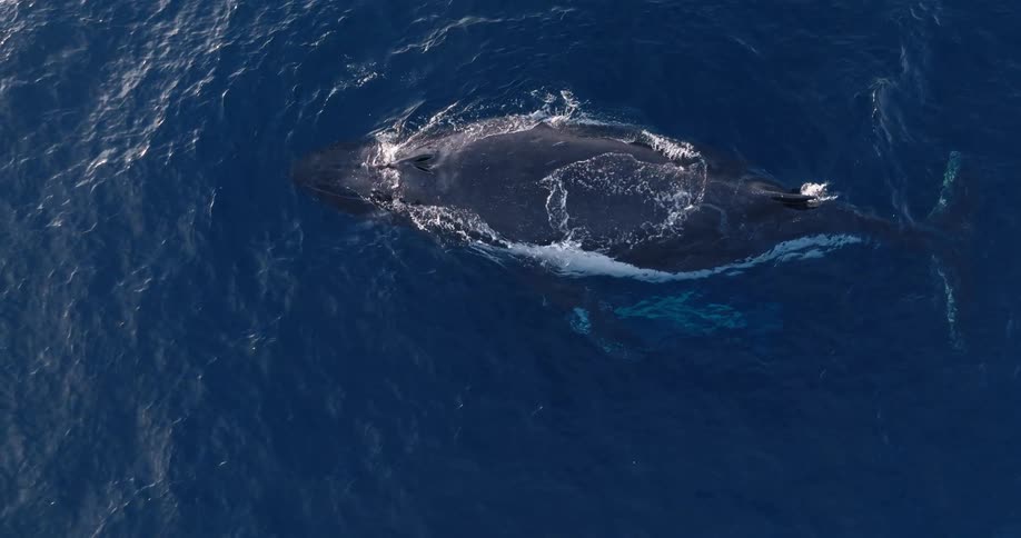 Top down aerial view of a whale breaking the surface on the ocean