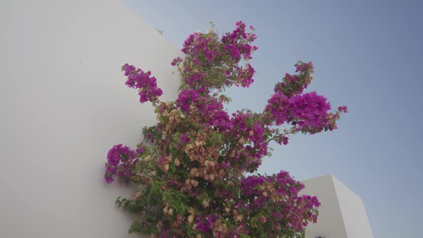 Bougainvillea plant with pink and purple flowers in full bloom by a white wall under a clear blue sky