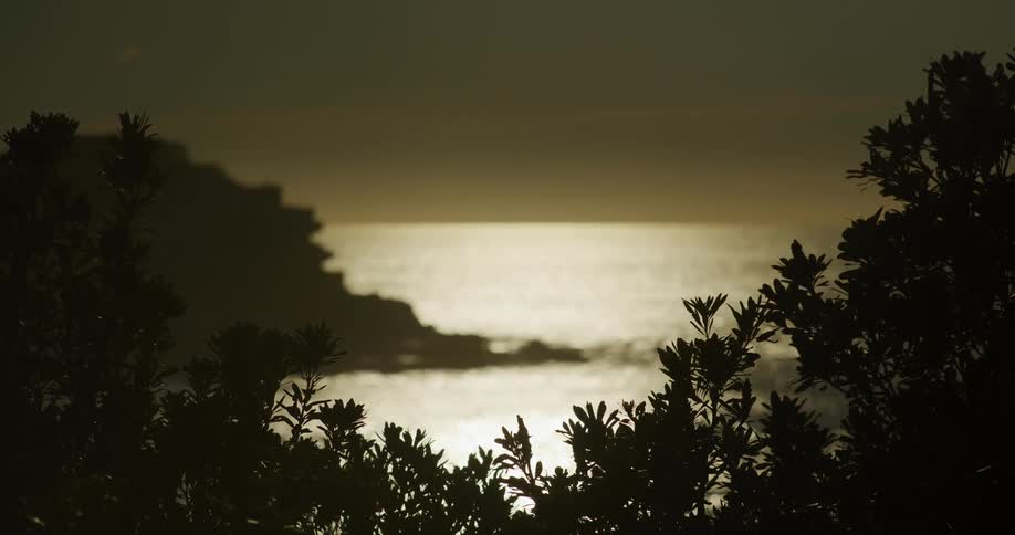 A landscape of an ocean and some silhouettes of trees in front of it in the morning