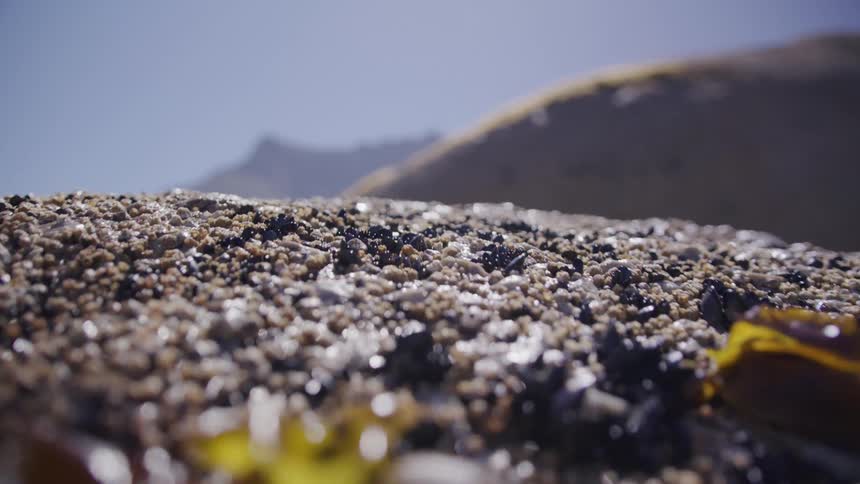 Some brown algae on a rock with strong sunlight on a clear day