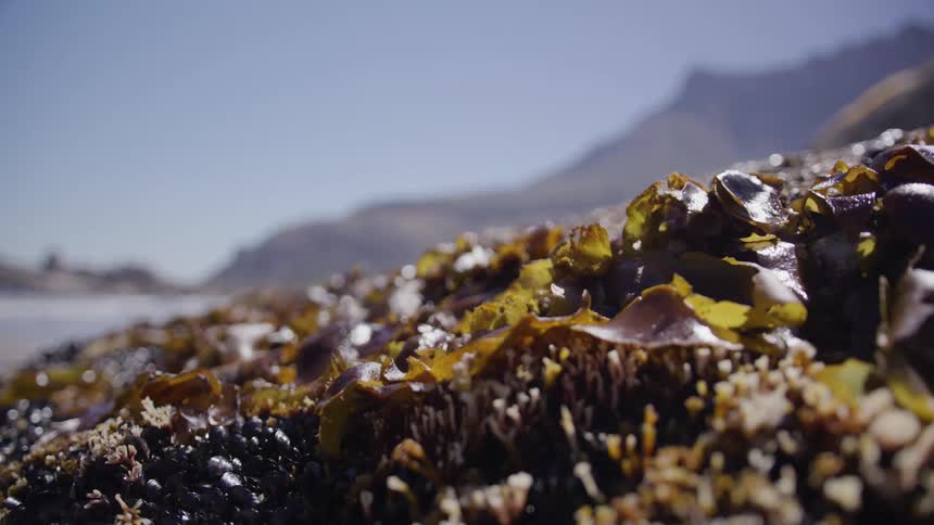 Coral in the foreground with the sea in the background