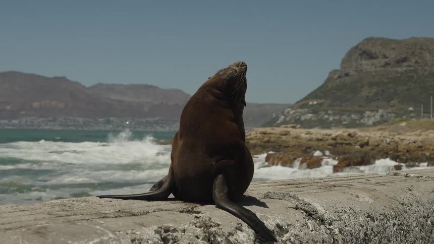 Seal on top of a seaside wall with its head raised upwards