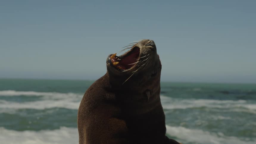 A seal yawns before the waves