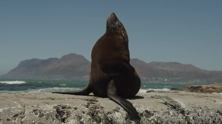 A seal is perched on a rocky shore with its head tilted upwards a clear sky and distant mountains in the background