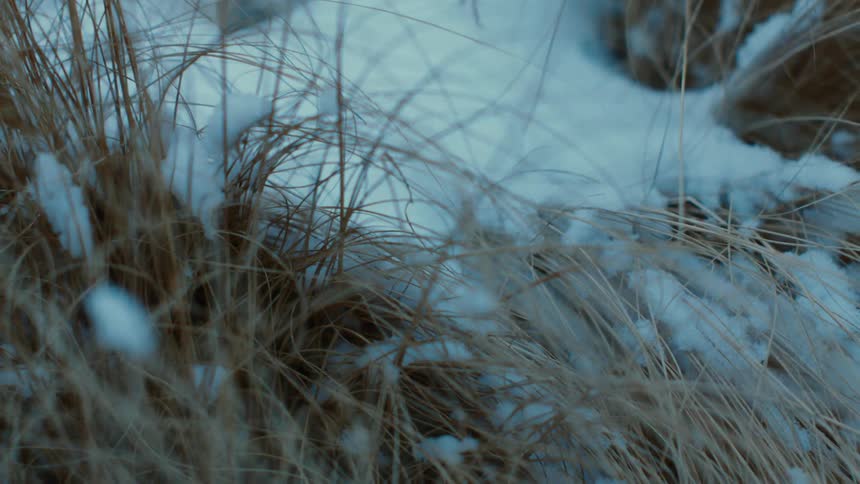 Fresh fallen snow on a patch of dry grass