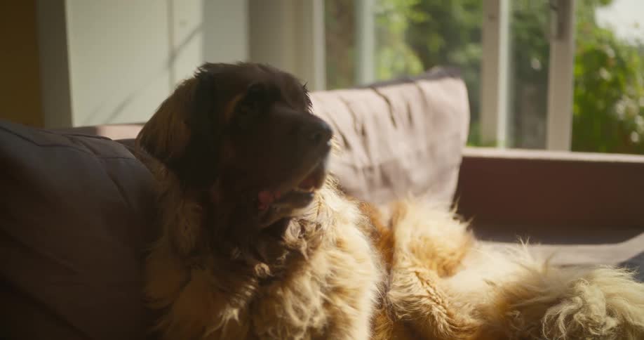 Shaggy dog lying on the couch near the window looks around the living room