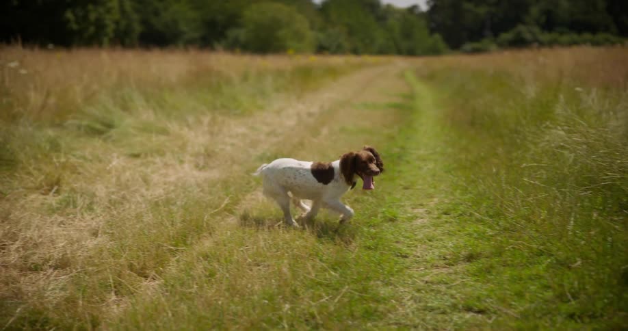 Dog running in a green field with trees in the background