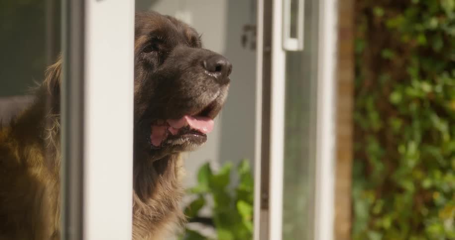 Dog standing at the open patio door, looking out