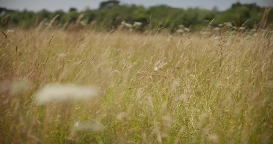 Tall grass pasture in a natural environment during the day