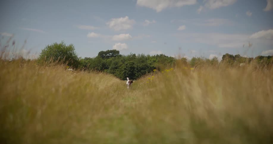 Dog running in a field with tall grass