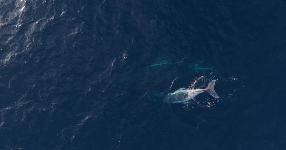 A large whale swims near the oceans surface