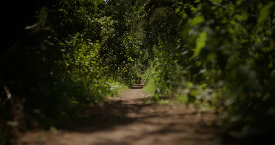 A dog runs towards the camera on a dirt path surrounded by lush greenery