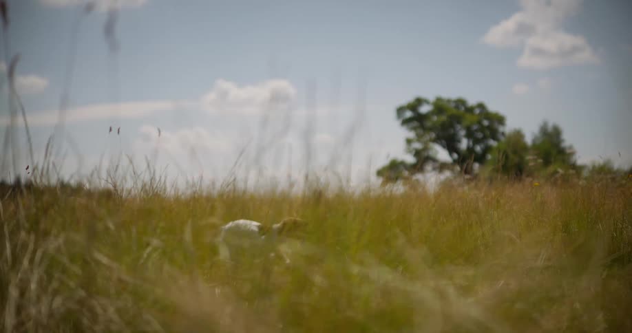 A dog running in a field of tall grass