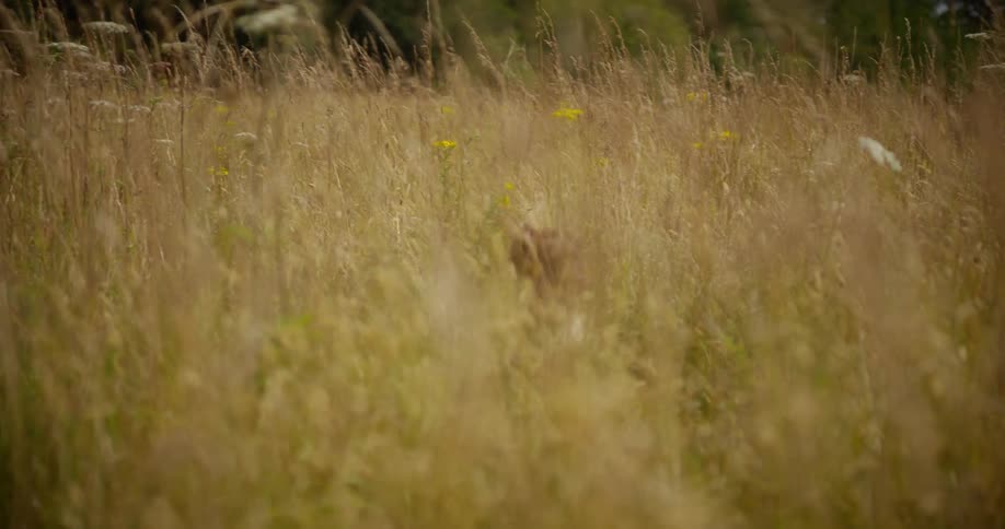Dog jumping and running through a field with tall grass