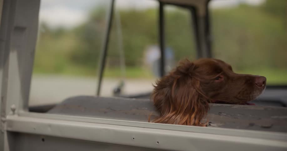 Brown dog with floppy ears is in a moving vehicle