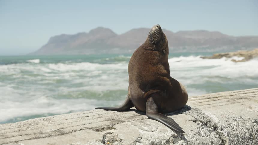 Sea lion with head up while standing on a rock by the sea