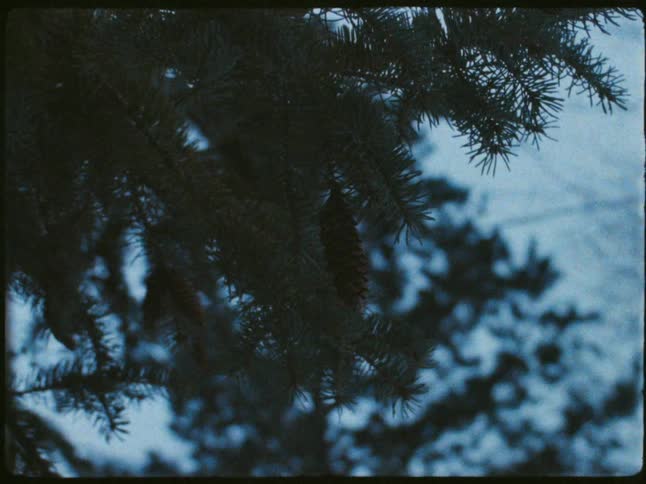 Pine cones hang from a tree branch against a dark wintry backdrop