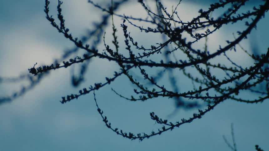 Tree branches silhouetted against a blue sky coming in and out of focus