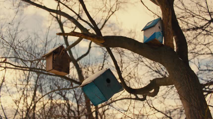 Trees without leaves and with small wooden birdhouses