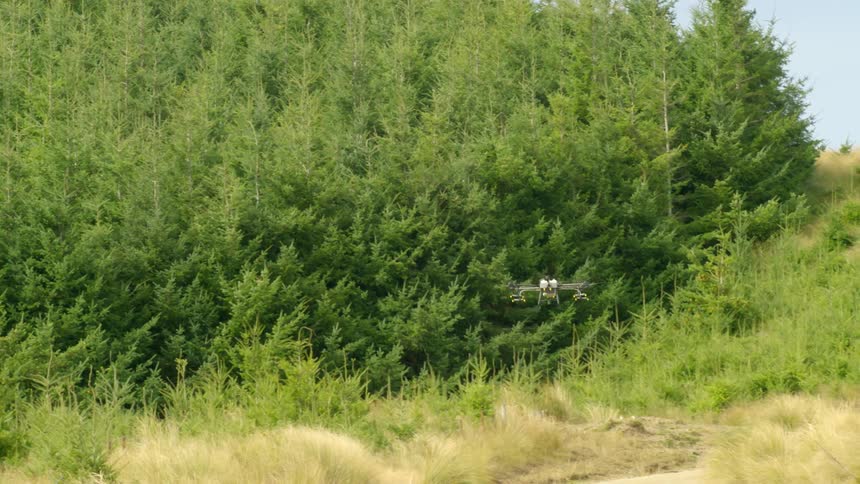 A large drone flies over wilding pines at the edge of a commercial forest