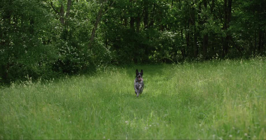 A black and white dog running in a grass field