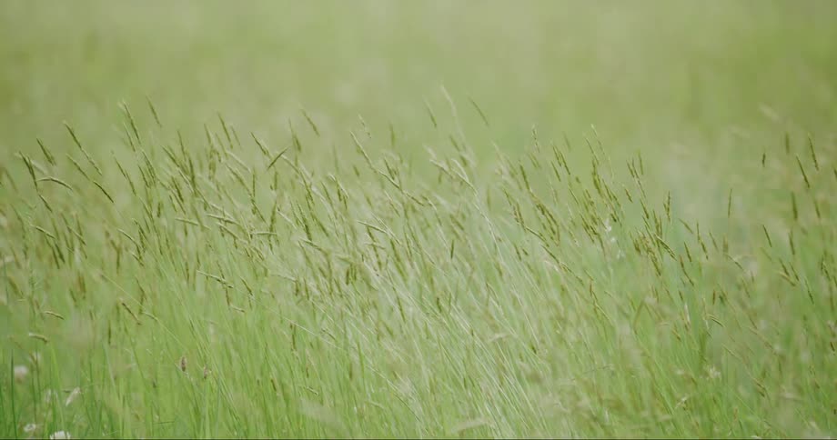 Green grass field with selective focus