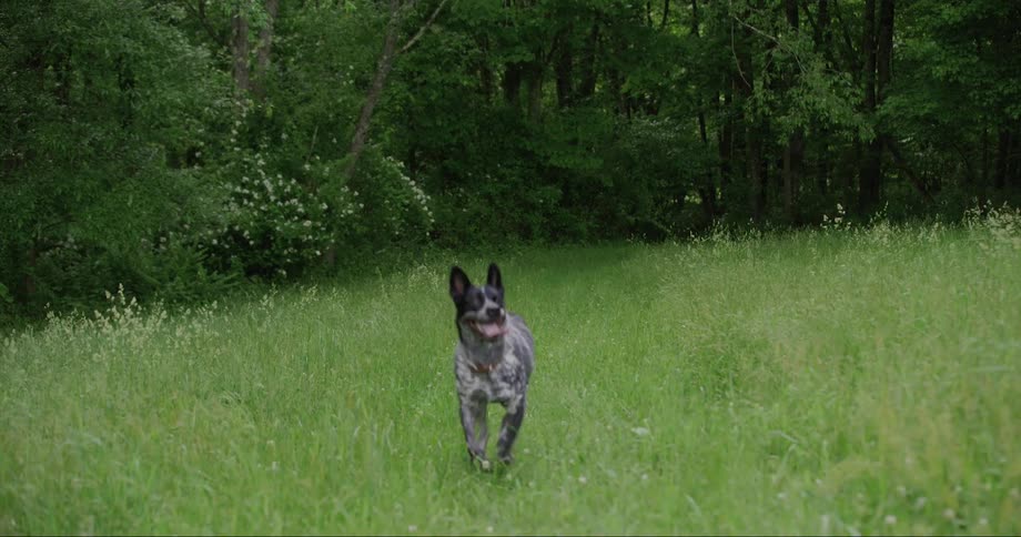 A dog runs up to the camera