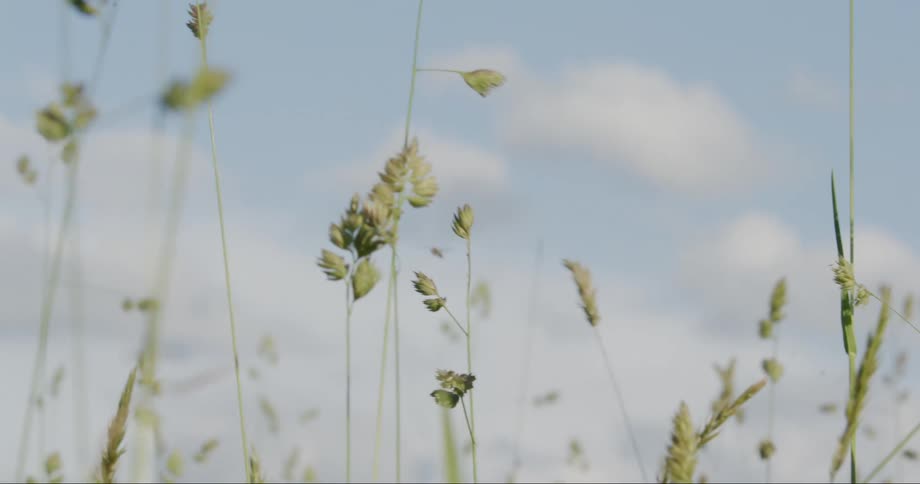 Insects flying in tall grass