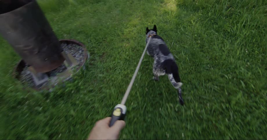 A person walks their dog through a grassy field