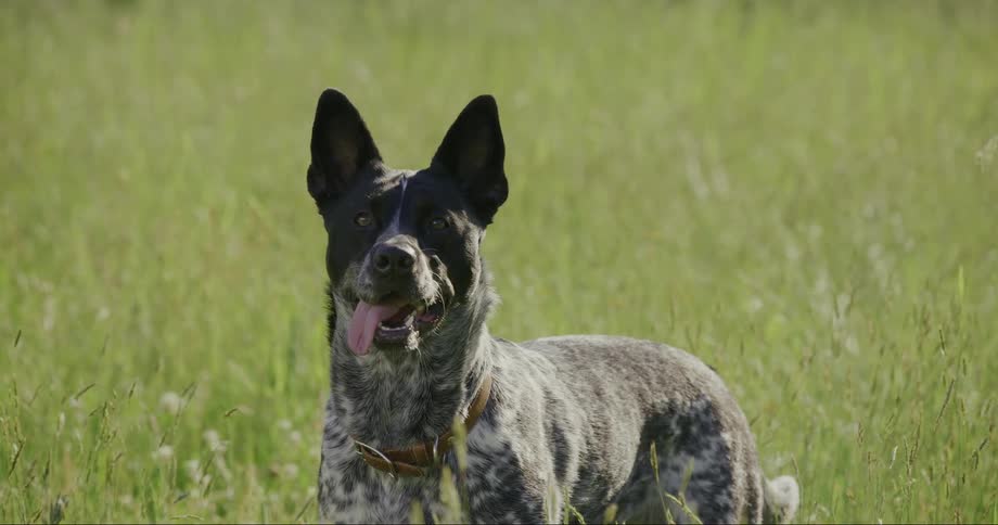 A black and white dog in a grass field standing still then turning around and running away