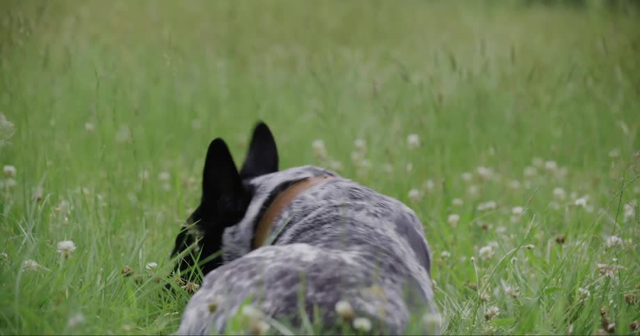 A black and white dog playing and rolling around in a grass field