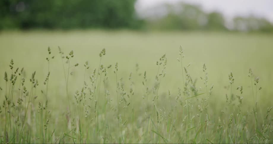 Field with tall reeds and trees in the background