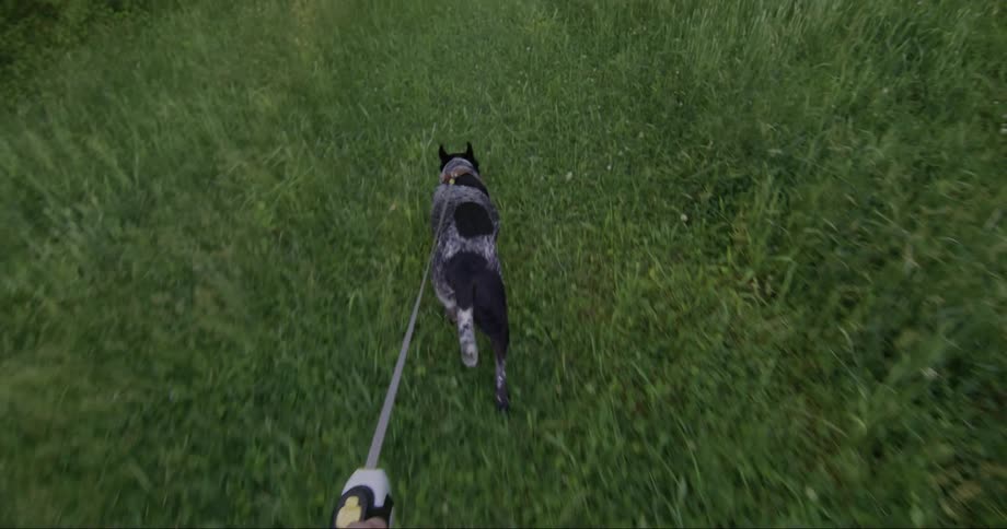 First person perspective of someone walking a dog in a green field