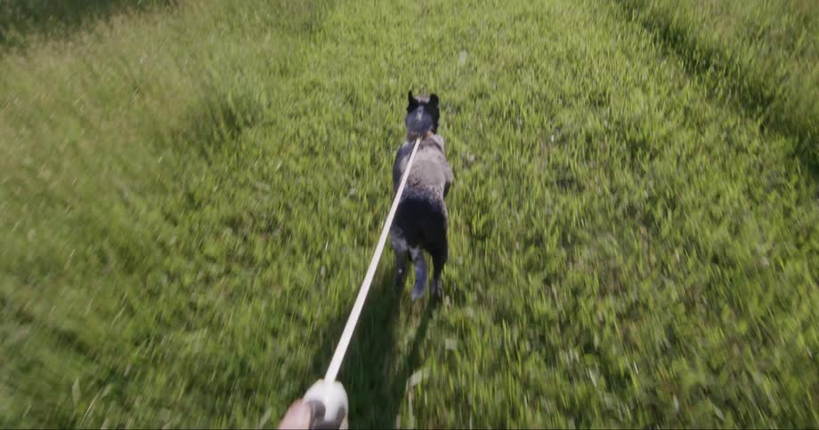 A firstperson view of a person holding the leash of a dog walking through a green field