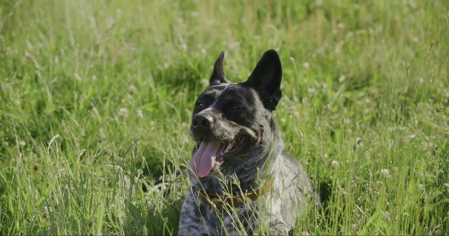 Dog with tongue out resting lying on grass