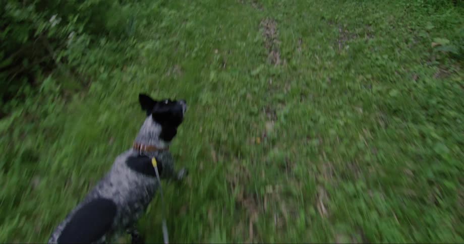Dog on a leash walking in an area with grass and trees