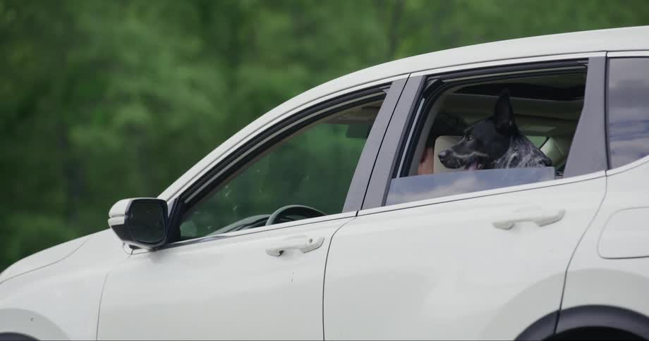 Man putting his dog in the back seat of his car and driving in reverse