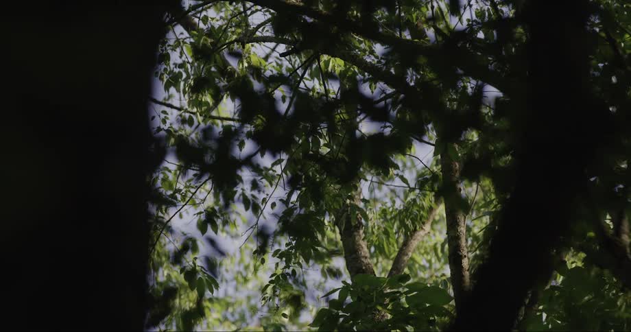 A closeup view of leaves forms a lush forest canopy