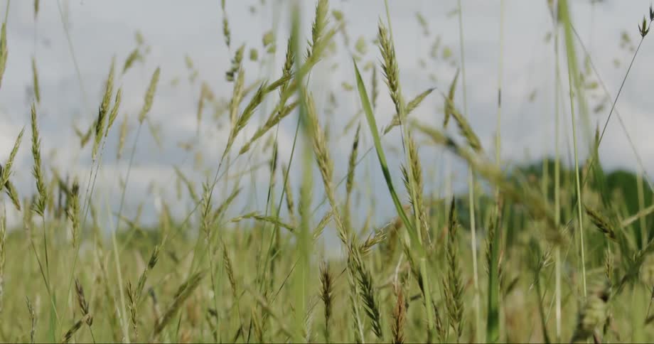 Closeup of reeds surrounding the natural environment