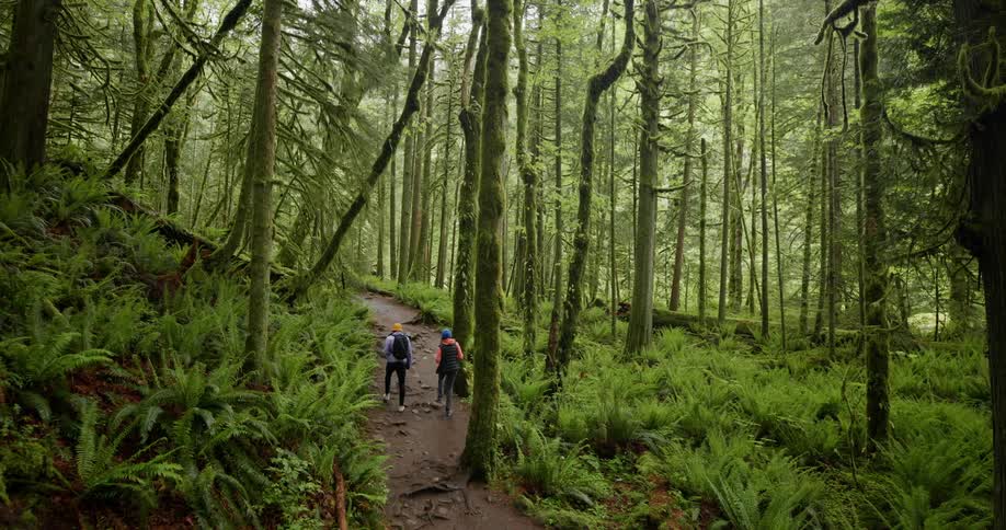 Two people hike along a woodland trail in a rainforest