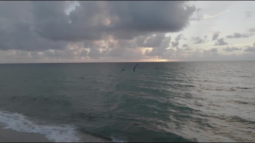 Two black birds fly along the ocean coast before landing on the water at dusk