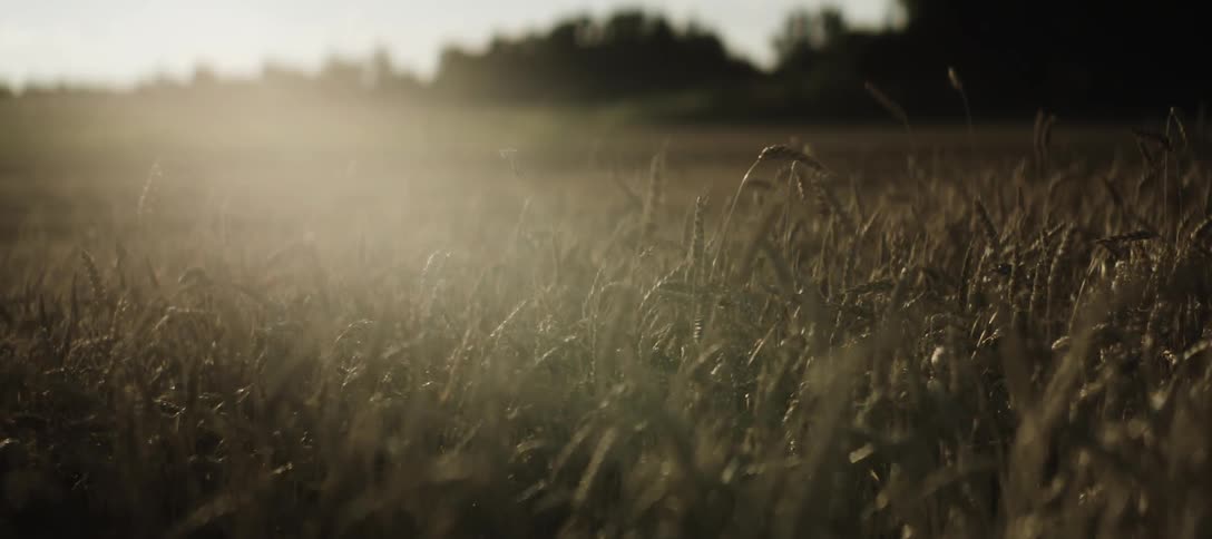 A field of tall grass is backlit by a warm glowing sun