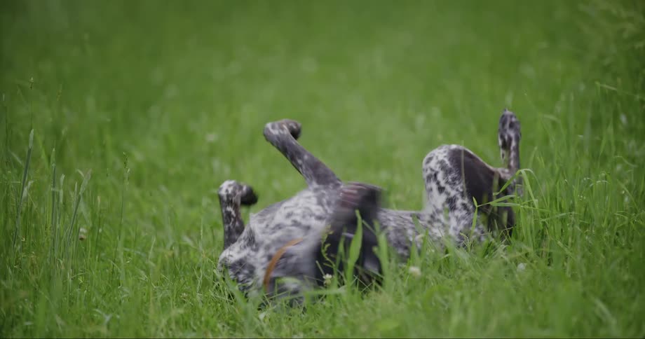 Dog with tongue out rolling in the grass