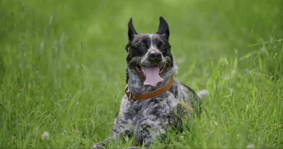 A black and gray dog lays in a grassy field while panting