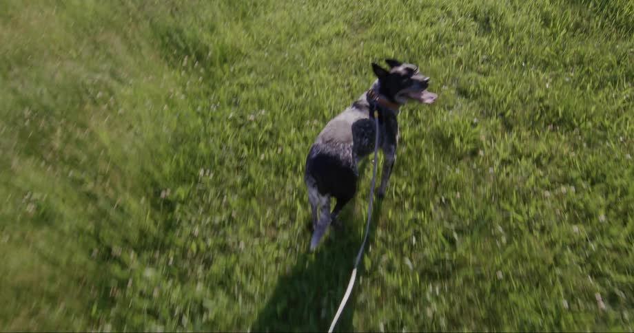 Dog walking on the grass with a leash