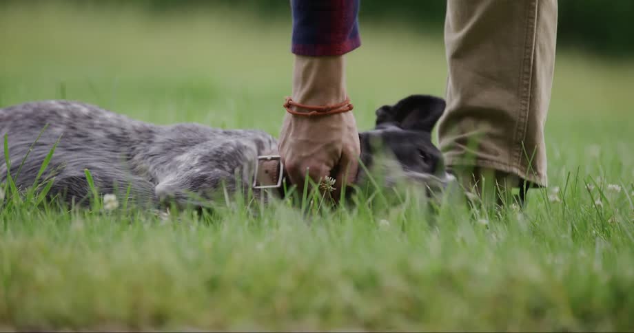 A dog lies on its back in the grass and a human hand reaches toward it to pet or belly rub