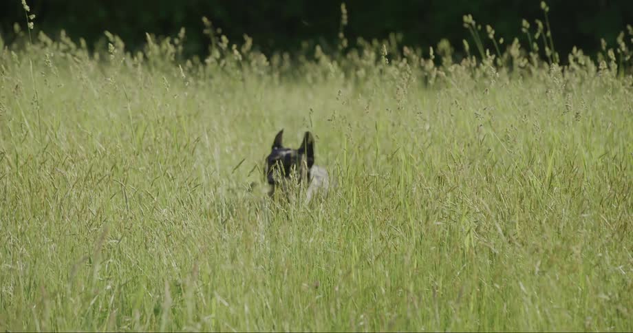 Mediumsized dog runs happily through a field of tall green grass